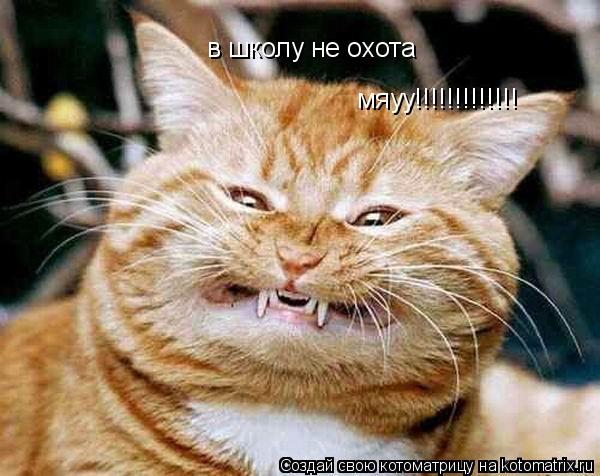 Котоматрица: в школу не охота  мяуу!!!!!!!!!!!!!