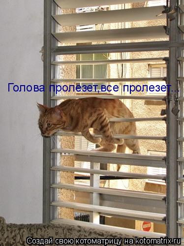 Котоматрица: Голова пролезет,все пролезет...
