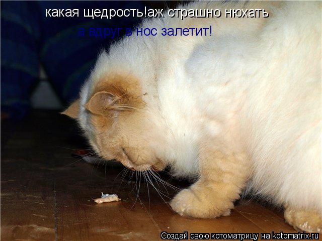 Котоматрица: какая щедрость!аж страшно нюхать а вдруг в нос залетит!