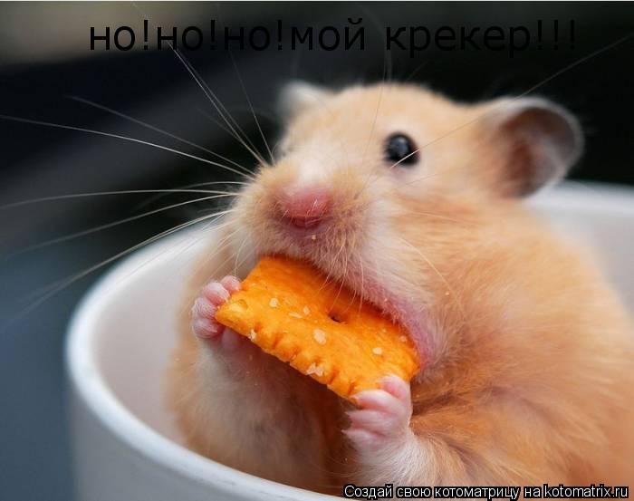 Котоматрица: но!но!но!мой крекер!!!