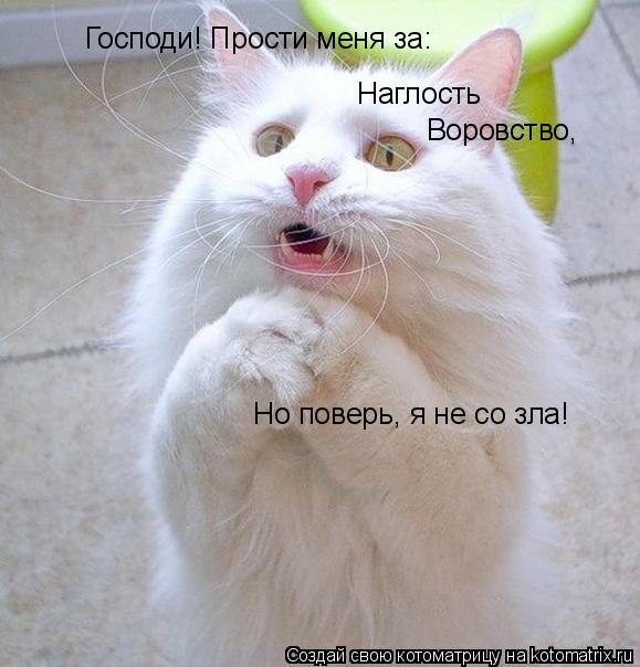 Котоматрица: Наглость Воровство, Но поверь, я не со зла! Господи! Прости меня за: