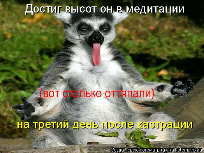 Котоматрица: Достиг высот он в медитации на третий день после кастрации (вот столько оттяпали)