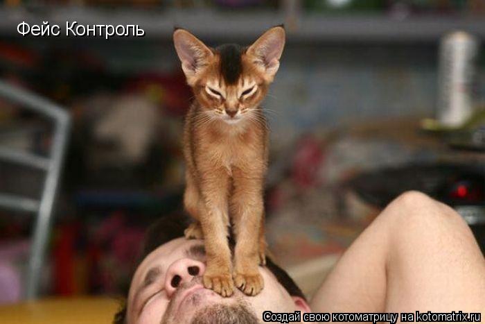 Котоматрица: Фейс Контроль