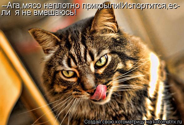 Котоматрица: --Ага,мясо неплотно прикрыли!Испортится,ес- ли  я не вмешаюсь!