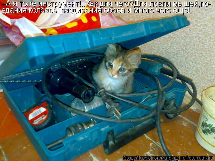 Котоматрица: --А я тоже инструмент!..Как для чего?Для ловли мышей,по- едания колбасы,раздирания обоев и много чего ещё!