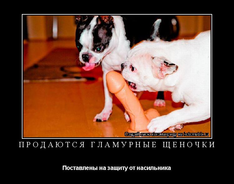 Продаются гламурные щеночки Поставлены на защиту от насильника... Котоматрица: Продаются гламурные щеночки Поставлены на защиту от насильника