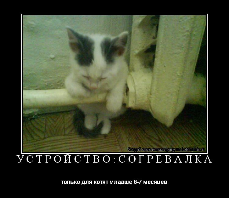 Котоматрица: Устройство:согревалка только для котят младше 6-7 месяцев
