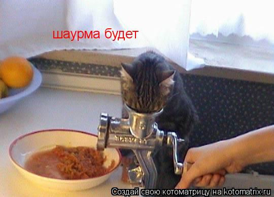 Котоматрица: шаурма будет