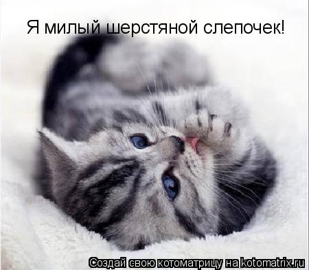 Котоматрица: Я милый шерстяной слепочек!