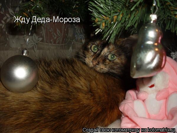 Котоматрица: Жду Деда-Мороза