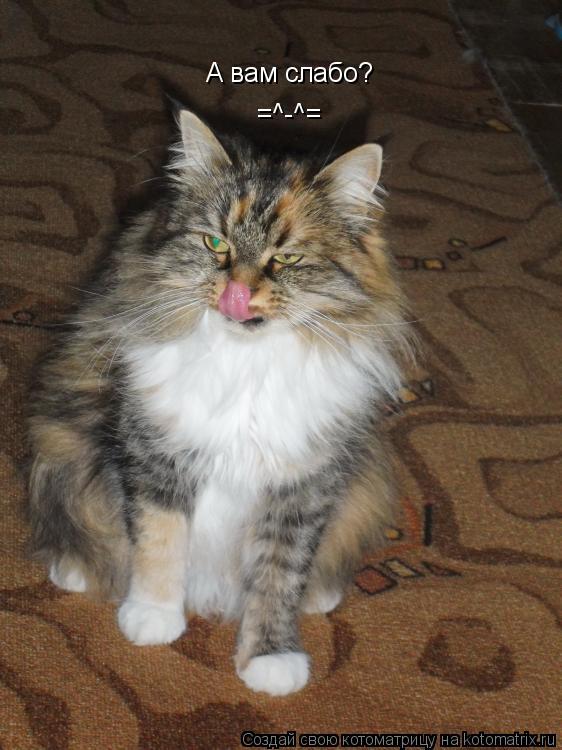 Котоматрица: А вам слабо?  =^-^=