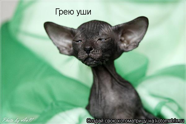 Котоматрица: Грею уши