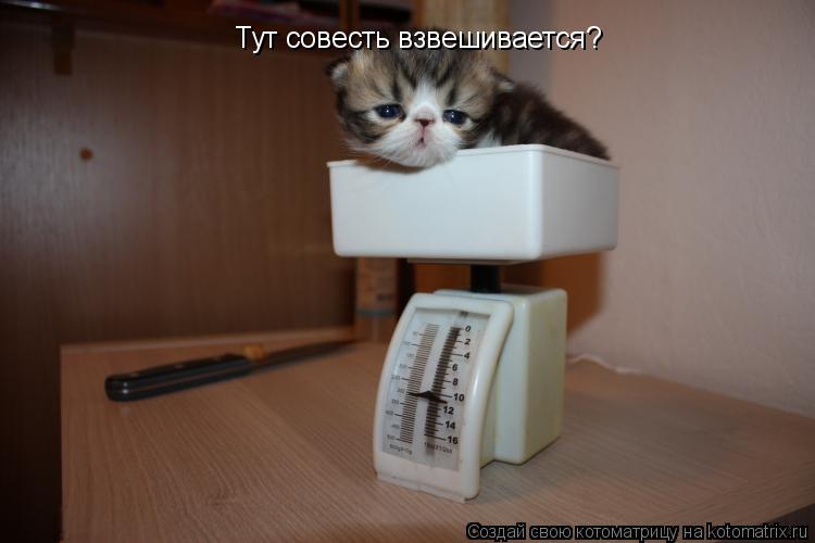 Котоматрица: Тут совесть взвешивается?
