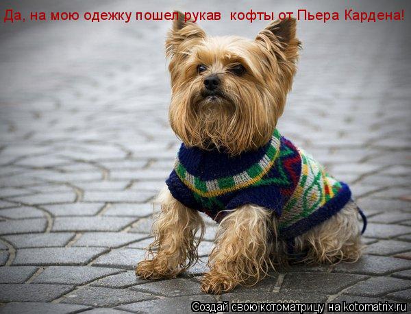 Котоматрица: Да, на мою одежку пошел рукав  кофты от Пьера Кардена!