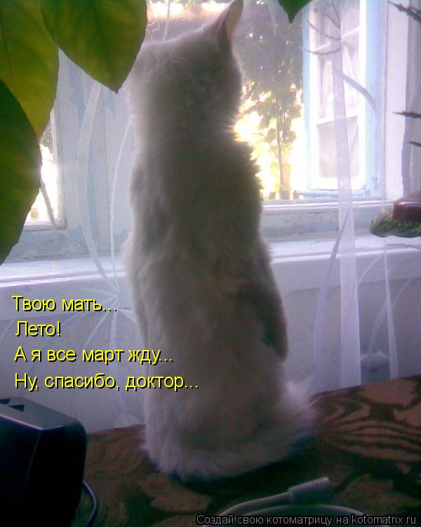 Котоматрица: Твою мать...  Лето! А я все март жду... Ну, спасибо, доктор...
