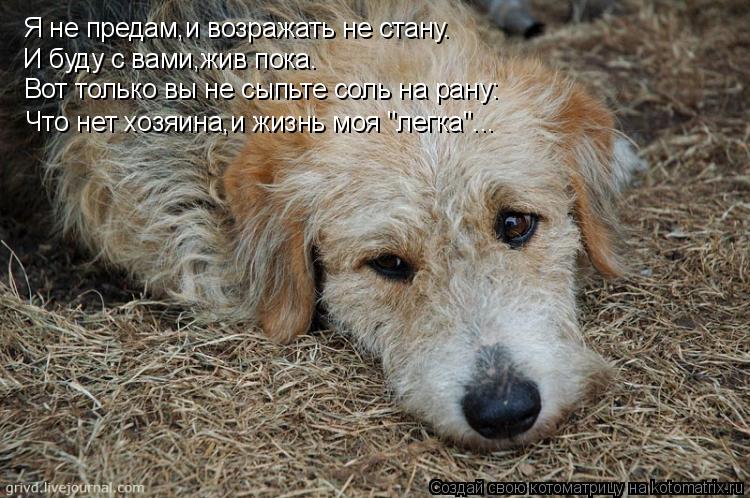 Котоматрица: Я не предам,и возражать не стану. Вот только вы не сыпьте соль на рану: И буду с вами,жив пока. Что нет хозяина,и жизнь моя "легка"...