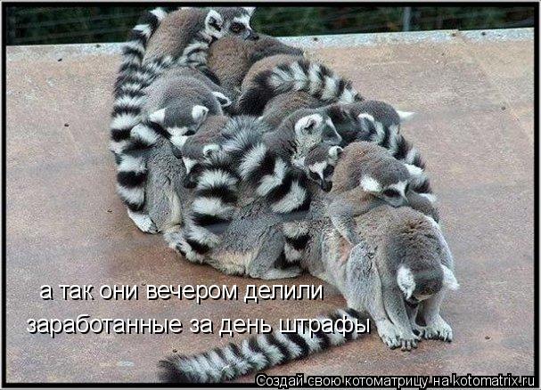 Котоматрица: заработанные за день штрафы а так они вечером делили