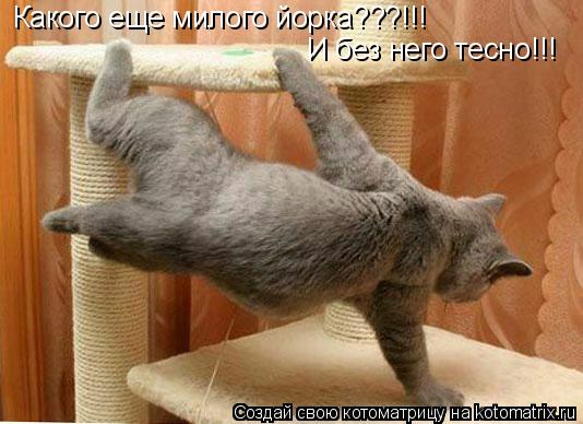 Котоматрица: Какого еще милого йорка???!!! И без него тесно!!!