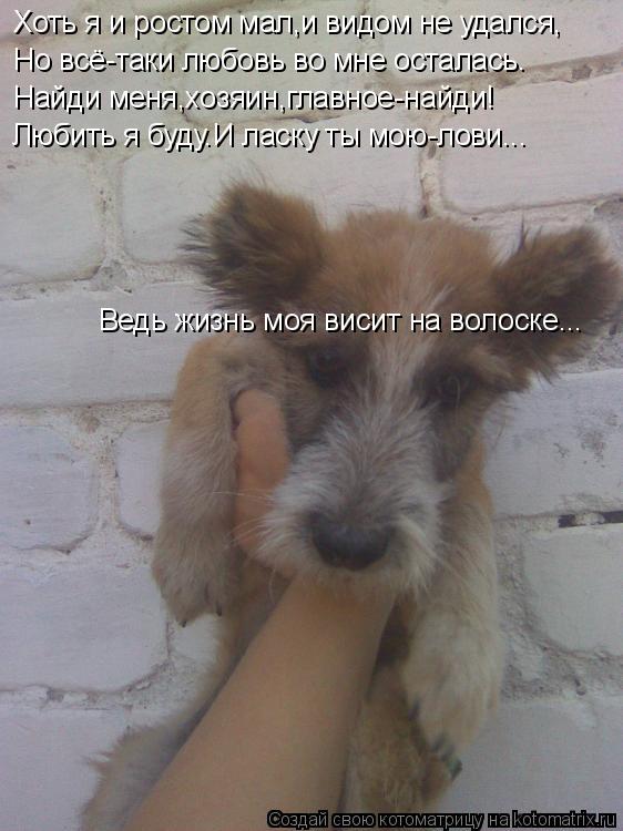 Котоматрица: Хоть я и ростом мал,и видом не удался, Но всё-таки любовь во мне осталась. Найди меня,хозяин,главное-найди! Любить я буду.И ласку ты мою-лови... 