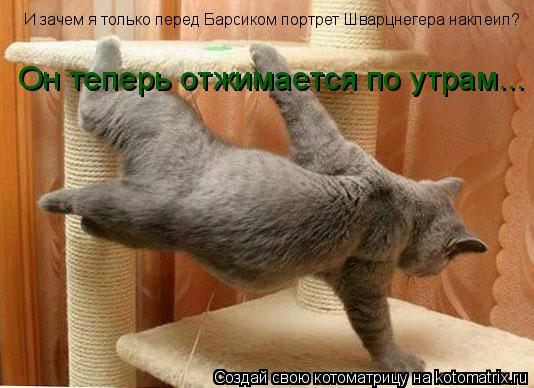 Котоматрица: И зачем я только перед Барсиком портрет Шварцнегера наклеил? Он теперь отжимается по утрам...
