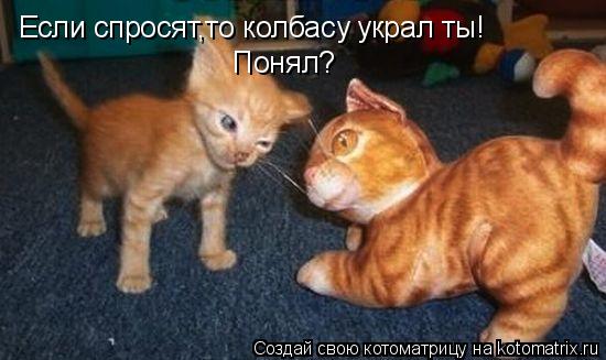 Котоматрица: Если спросят,то колбасу украл ты! Понял?