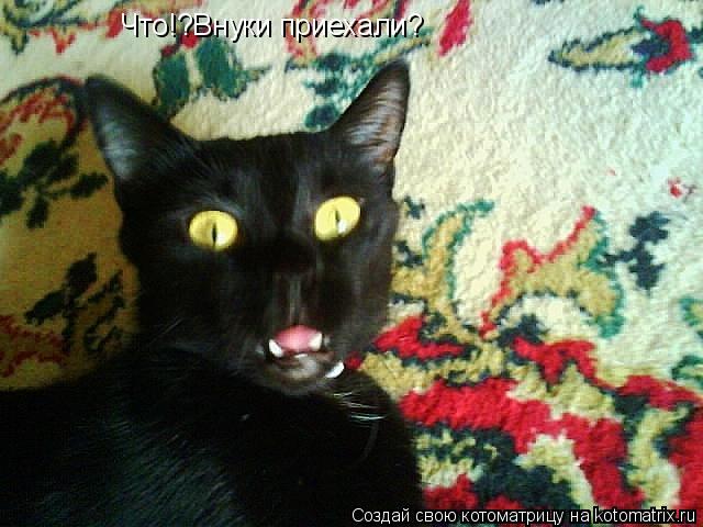 Котоматрица: Что!?Внуки приехали?