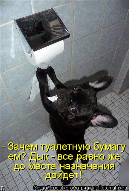 Котоматрица: - Зачем туалетную бумагу ем? Дык - все равно же до места назначения  дойдет!
