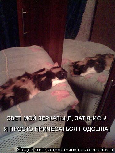 Котоматрица: СВЕТ МОЙ ЗЕРКАЛЬЦЕ, ЗАТКНИСЬ! Я ПРОСТО ПРИЧЕСАТЬСЯ ПОДОШЛА!