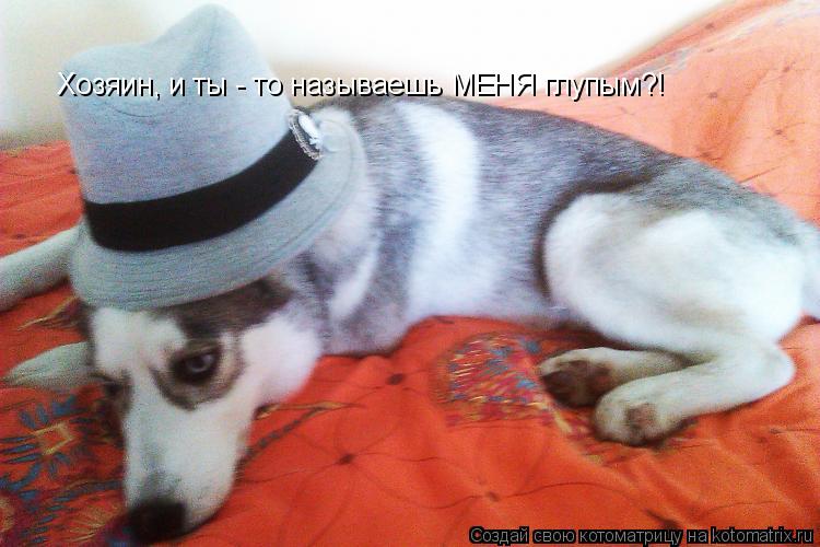 Котоматрица: Хозяин, и ты - то называешь МЕНЯ глупым?!