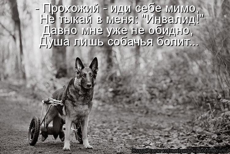 Котоматрица: - Прохожий - иди себе мимо, Не тыкай в меня: "Инвалид!" Давно мне уже не обидно, Душа лишь собачья болит...