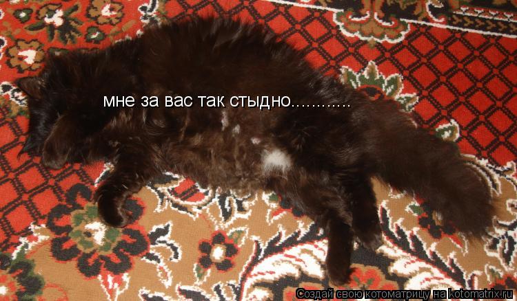 Котоматрица: мне за вас так стыдно............