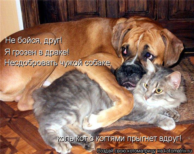 Котоматрица: Не бойся, друг! Я грозен в драке! Несдобровать чужой собаке, коль кот с когтями прыгнет вдруг!