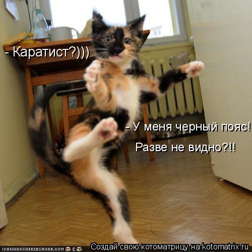 Котоматрица: - Каратист?))) - У меня черный пояс! Разве не видно?!!