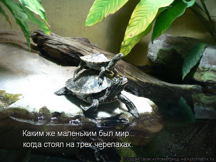 Котоматрица: Каким же маленьким был мир... когда стоял на трех черепахах.