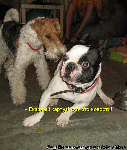 Котоматрица: - Екарный картуз! Вот это новости!