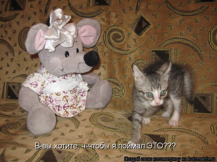 Котоматрица: В-вы хотите, ч-чтобы я поймал ЭТО???