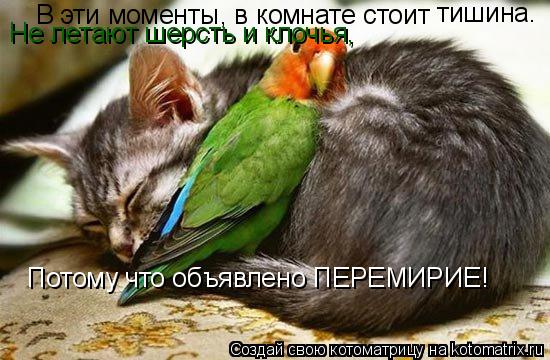Котоматрица: В эти моменты, в комнате стоит тишина. Не летают шерсть и клочья, Потому что объявлено ПЕРЕМИРИЕ!