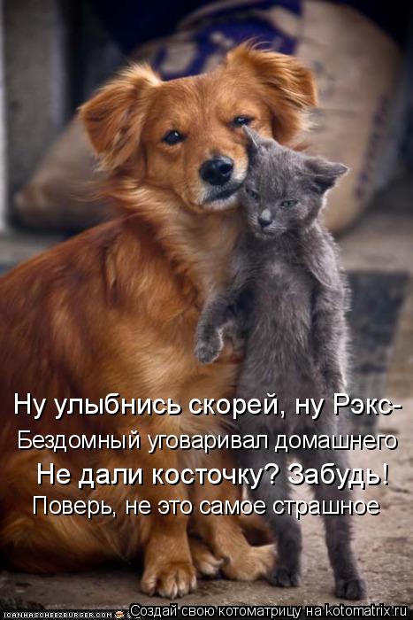 Котоматрица: Бездомный уговаривал домашнего Не дали косточку? Забудь! Поверь, не это самое страшное Ну улыбнись скорей, ну Рэкс-
