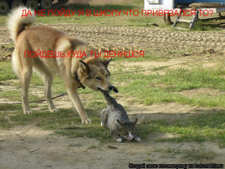 Котоматрица: ДА НЕ ПОЙДУ Я В ШКОЛУ,ЧТО ПРИВЯЗАЛСЯ ТО? ПОЙДЕШЬ,КУДА ТЫ ДЕНИШСЯ
