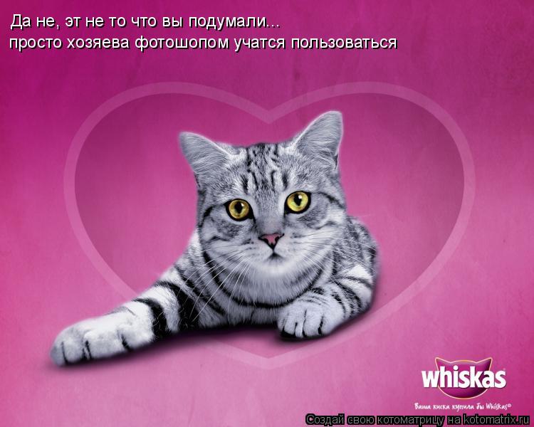 Котоматрица: Да не, эт не то что вы подумали... просто хозяева фотошопом учатся пользоваться