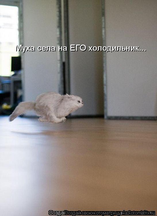 Котоматрица: Муха села на ЕГО холодильник...