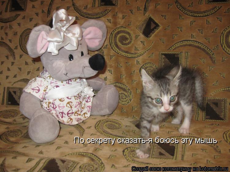 Котоматрица: По секрету сказать-я боюсь эту мышь