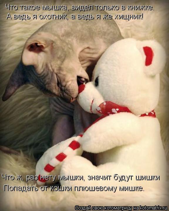 Котоматрица: Что такое мышка, видел только в книжке. А ведь я охотник, а ведь я же хищник! Что ж, раз нету мышки, значит будут шишки Попадать от кошки плюшев