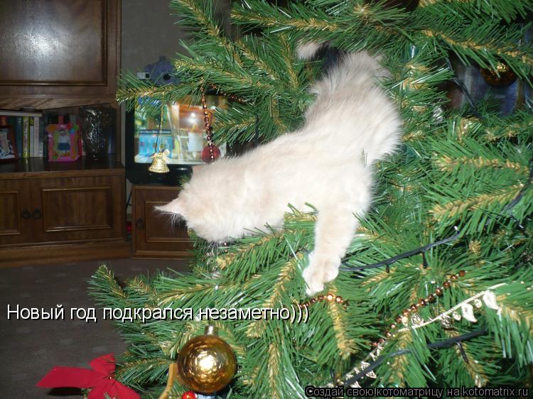 Котоматрица: Новый год подкрался незаметно)))