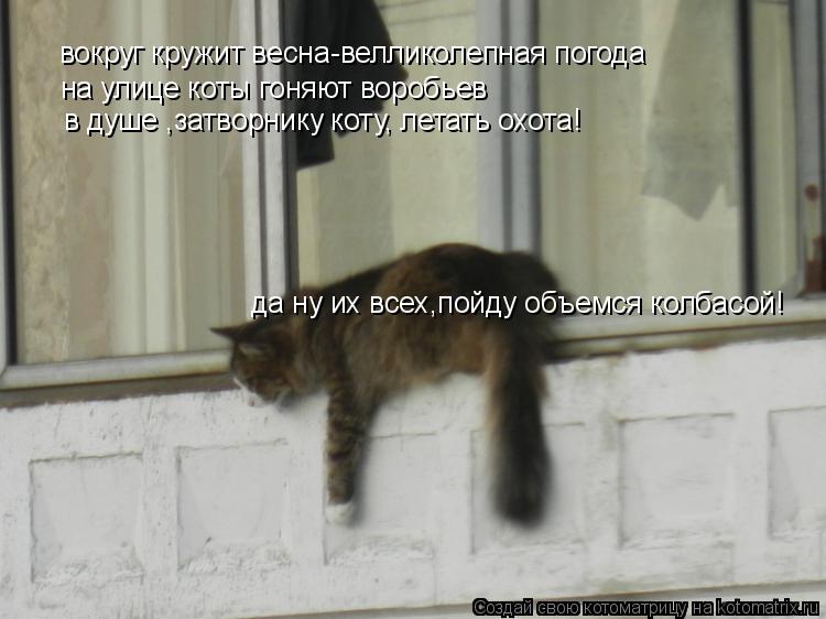 Котоматрица: вокруг кружит весна-велликолепная погода на улице коты гоняют воробьев в душе ,затворнику коту, летать охота! да ну их всех,пойду объемся ко