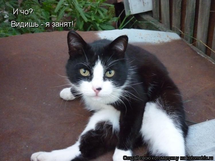 Котоматрица: И чо? Видишь - я занят!