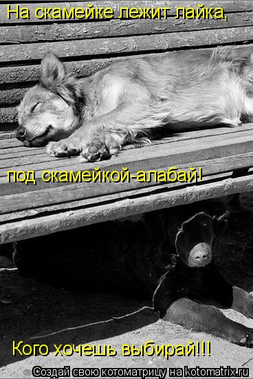 Котоматрица: На скамейке лежит лайка, под скамейкой-алабай! Кого хочешь выбирай!!!