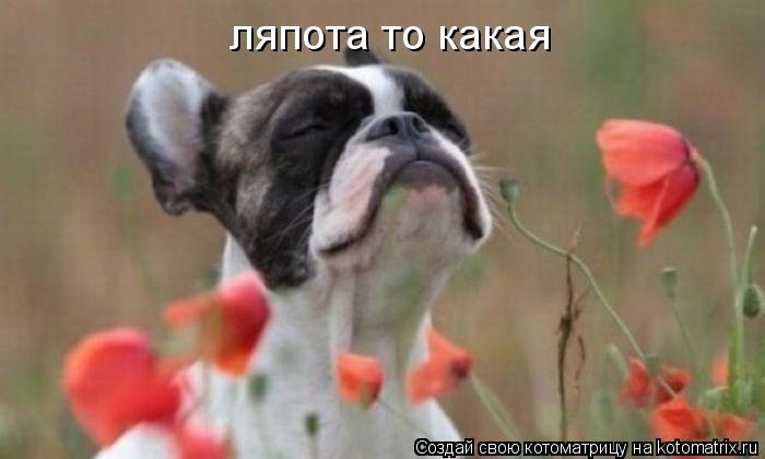 Котоматрица: ляпота то какая