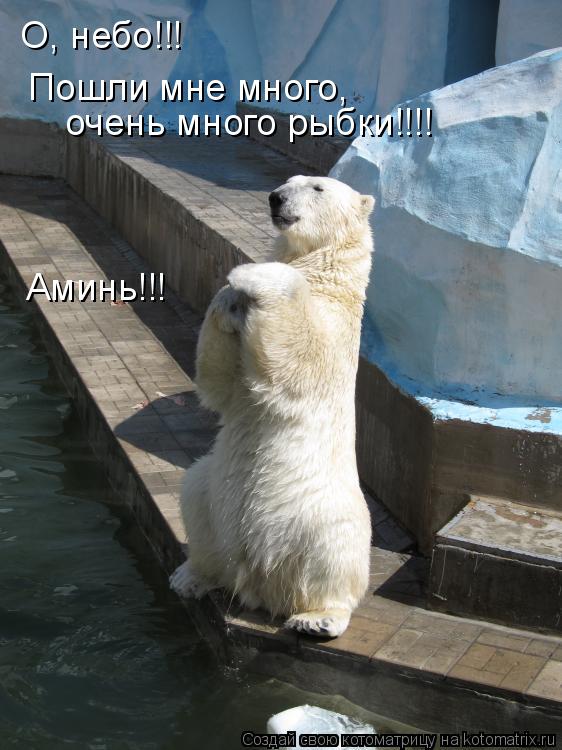 Котоматрица: О, небо!!!  Пошли мне много,  очень много рыбки!!!! Аминь!!!