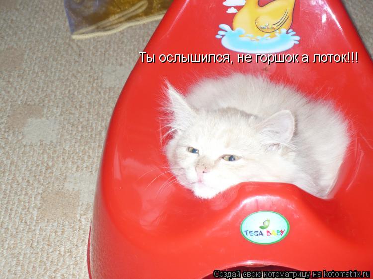 Котоматрица: Ты ослышился, не горшок а лоток!!!